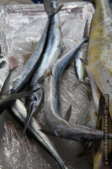 Marlins blancs au marché de Basse-Terre. Photo © Alex Medwedeff