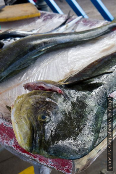 Dorade coryphène au marché. Photo © Alex Medwedeff