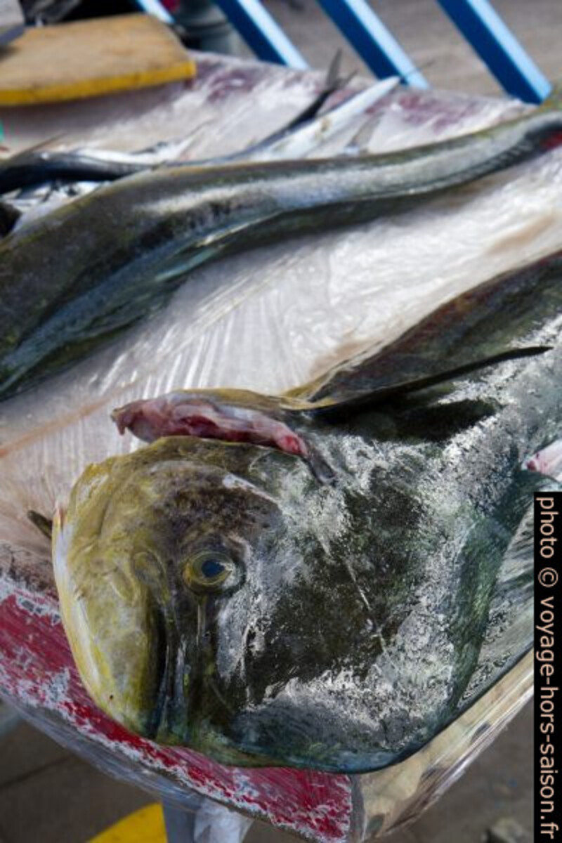 Dorade coryphène au marché. Photo © Alex Medwedeff