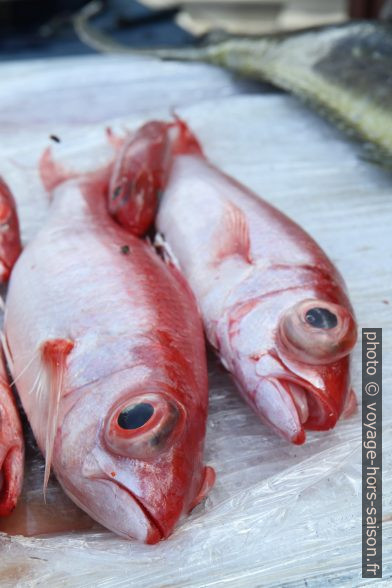 Œil de bœuf au marché de Basse-Terre. Photo © Alex Medwedeff