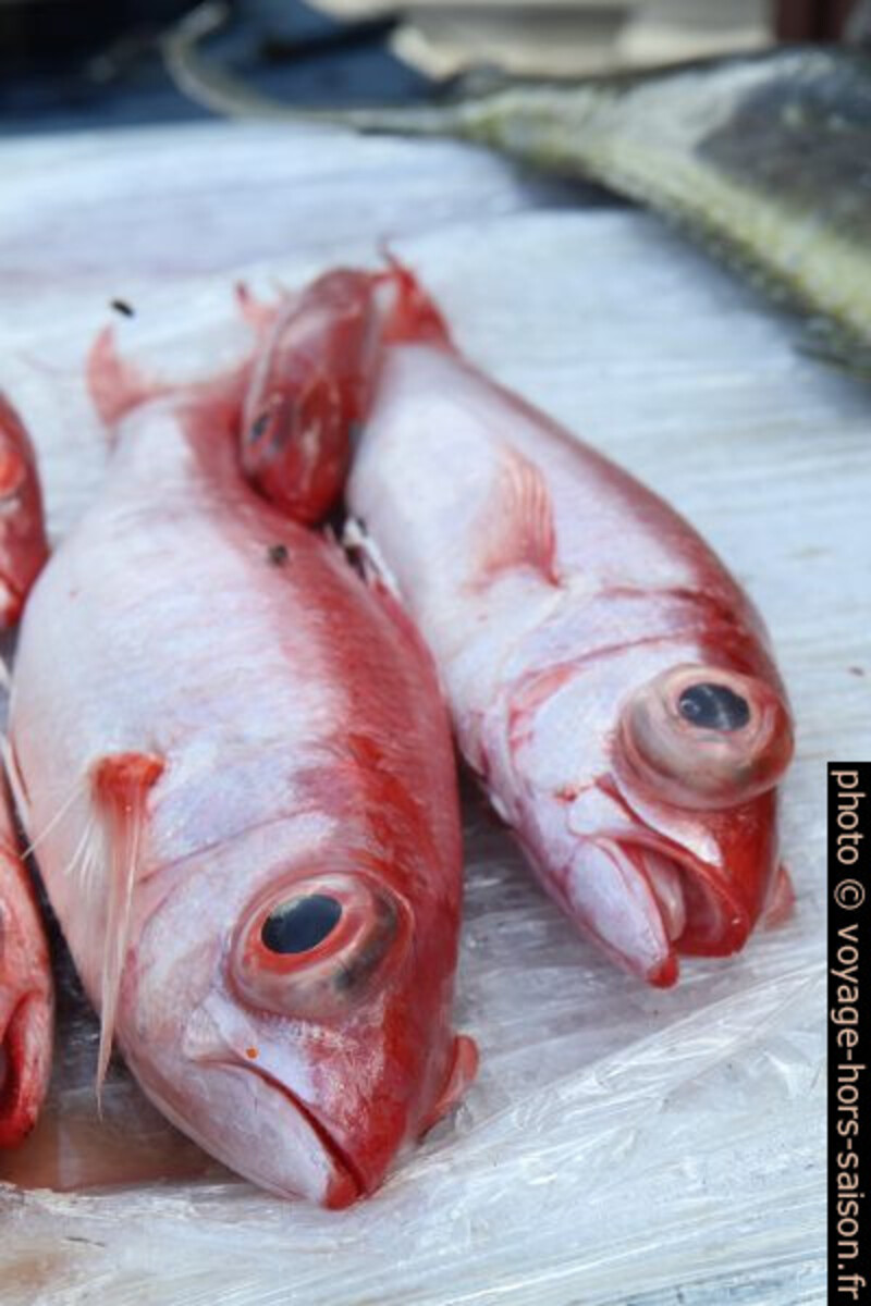 Œil de bœuf au marché de Basse-Terre. Photo © Alex Medwedeff