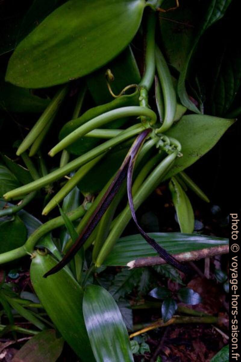 Gousses vertes de vanille sur la plante. Photo © Alex Medwedeff