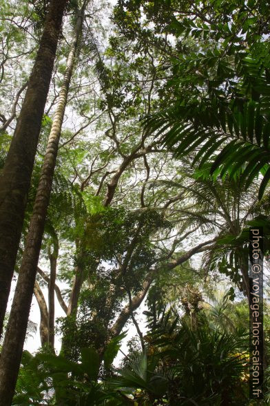 Arbres hauts en Guadeloupe. Photo © Alex Medwedeff