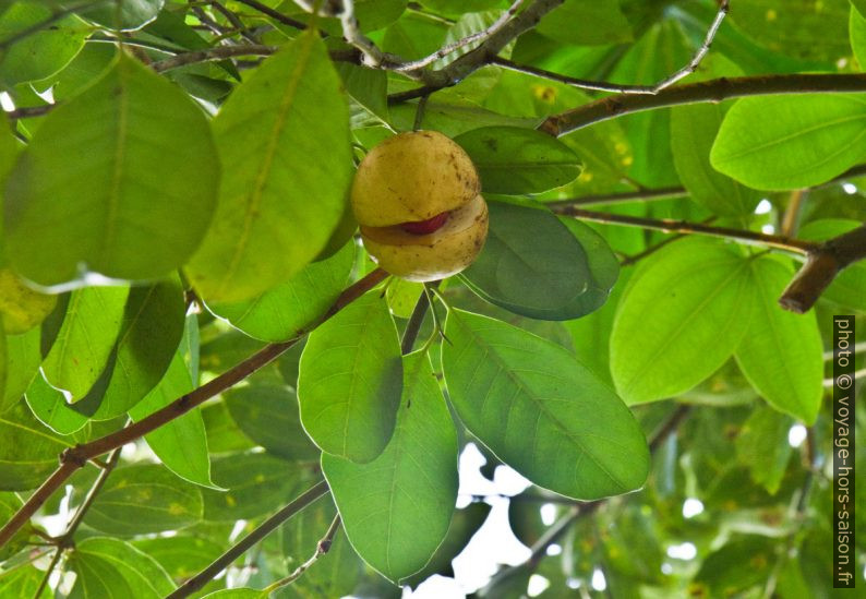 Fruit du muscadier sur l'arbre. Photo © Alex Medwedeff