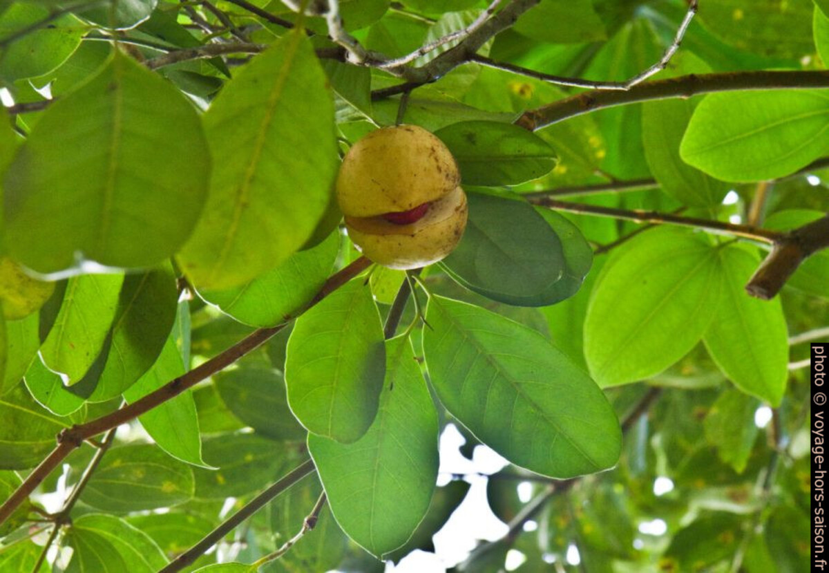Fruit du muscadier sur l'arbre. Photo © Alex Medwedeff