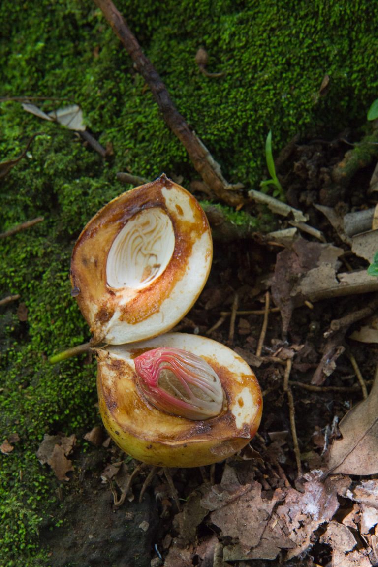 Fruit du muscadier montrant la noix de muscade. Photo © Alex Medwedeff