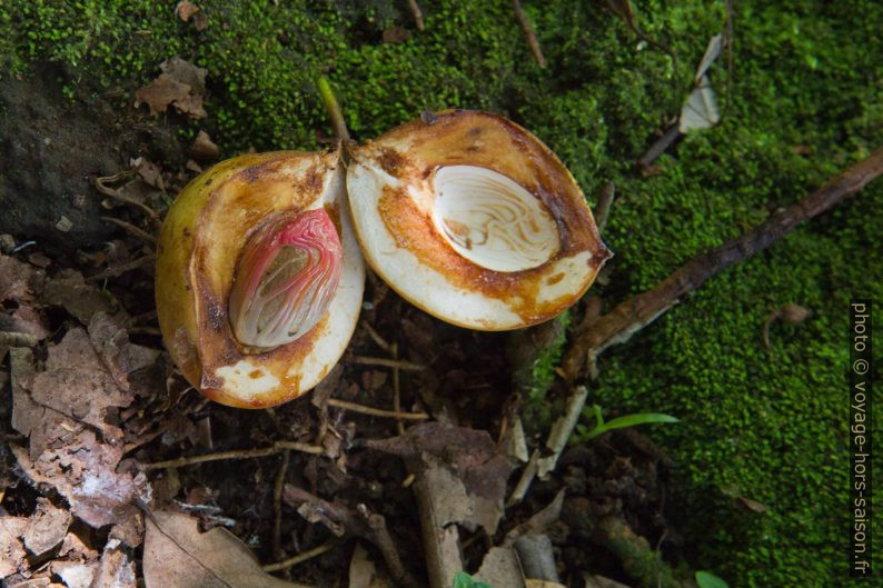 Fruit du muscadier montrant la noix de muscade. Photo © Alex Medwedeff