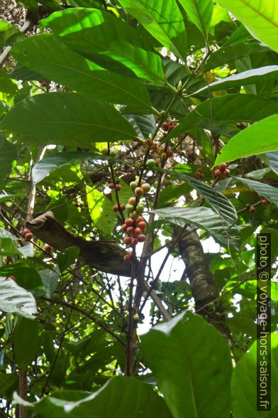 Cerises de café sur l'arbre. Photo © Alex Medwedeff