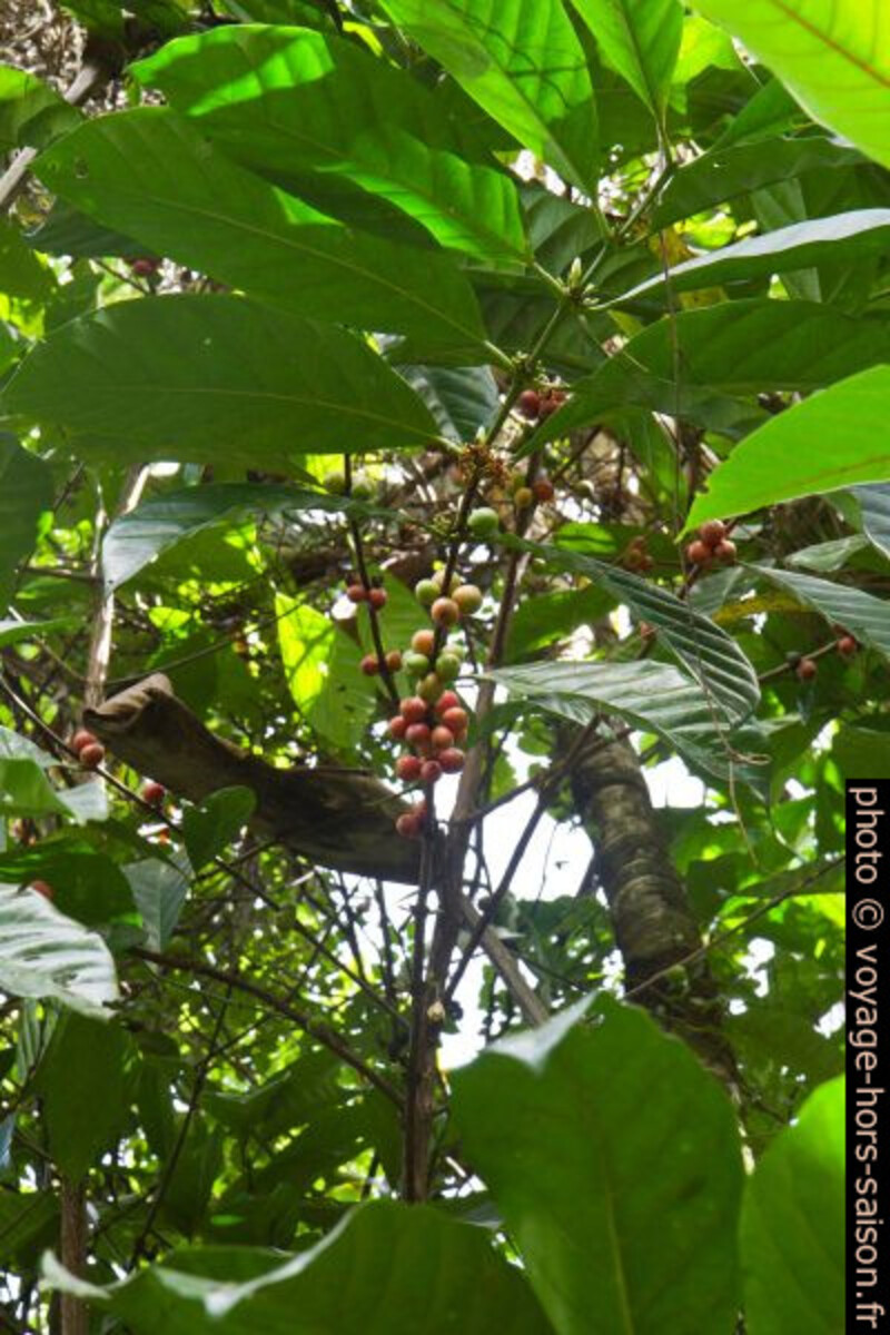 Cerises de café sur l'arbre. Photo © Alex Medwedeff