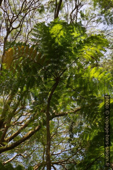 Fougère arborescente. Photo © Alex Medwedeff