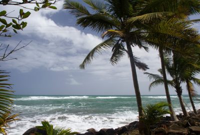 Anse du Bananier et palmiers de la jetée. Photo © Alex Medwedeff