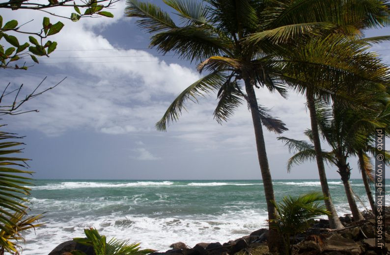 Anse du Bananier et palmiers de la jetée. Photo © Alex Medwedeff