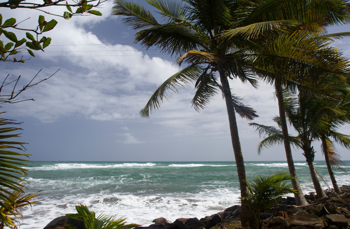 Anse du Bananier et palmiers de la jetée. Photo © Alex Medwedeff