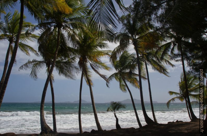 Palmiers de la Grande Anse de Capesterre. Photo © Alex Medwedeff