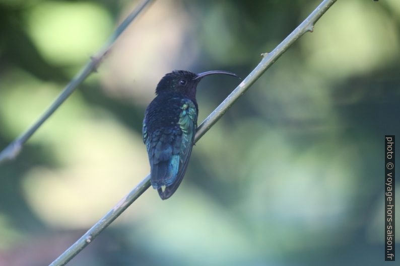 Colibri madère femelle au repos. Photo © André M. Winter