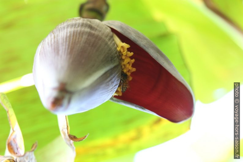 Fleurs de bananier butinées par des abeilles. Photo © André M. Winter