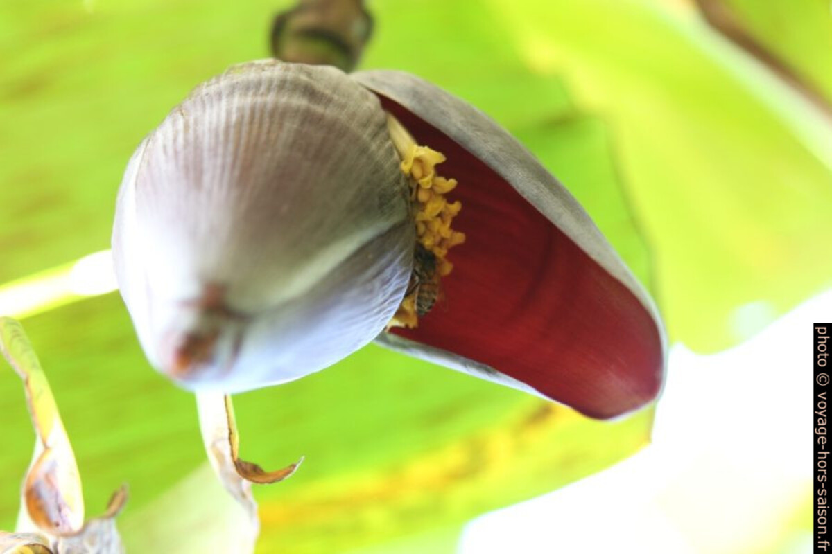Fleurs de bananier butinées par des abeilles. Photo © André M. Winter