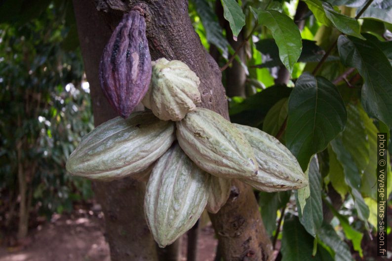 Cabosses sur un cacaoyer. Photo © André M. Winter