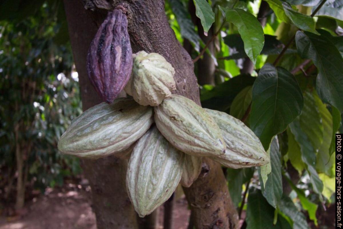 Cabosses sur un cacaoyer. Photo © André M. Winter
