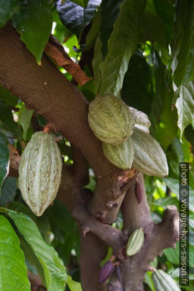 Cabosses vertes sur un cacaoyer. Photo © Alex Medwedeff