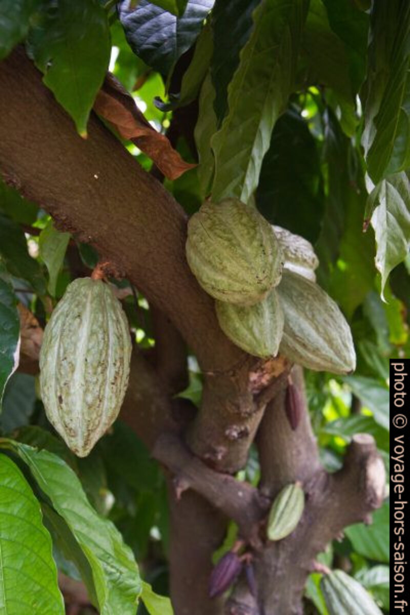 Cabosses vertes sur un cacaoyer. Photo © Alex Medwedeff