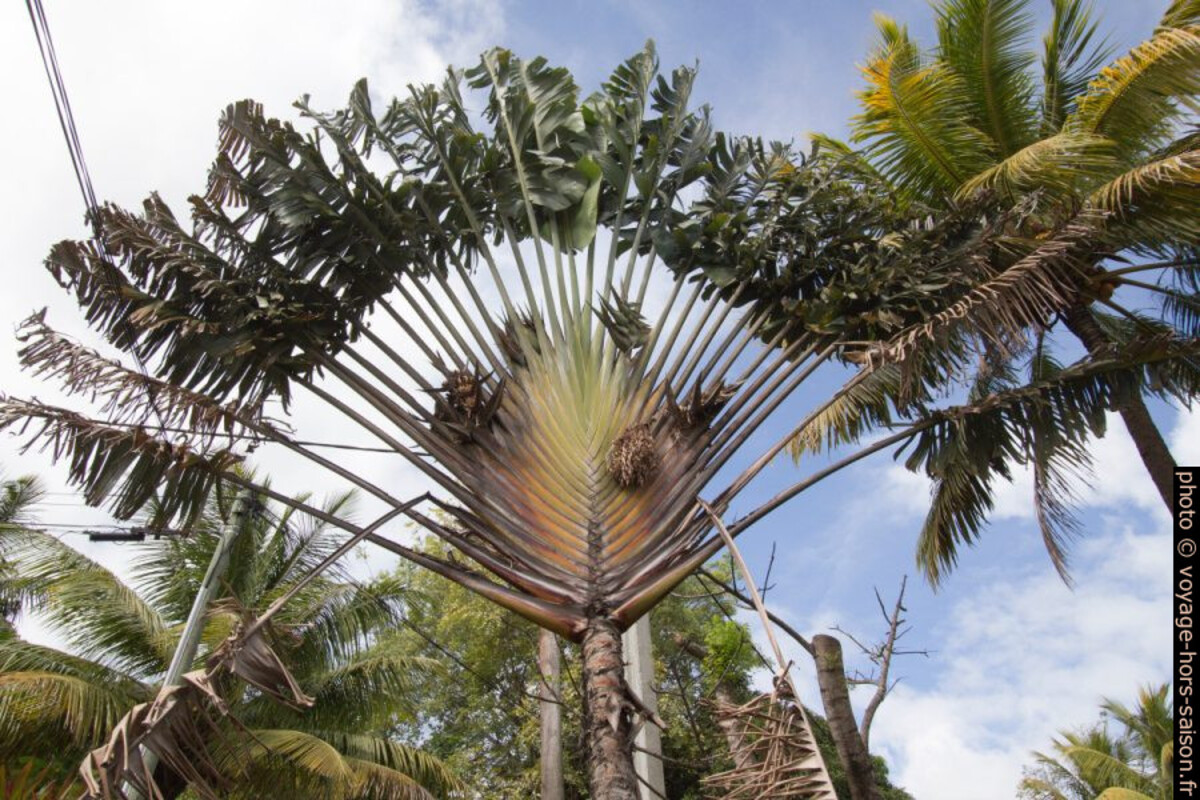 Arbre du voyageur. Photo © André M. Winter