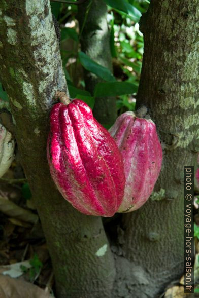 Deux cabosses rougeâtres sur un cacaoyer. Photo © Alex Medwedeff