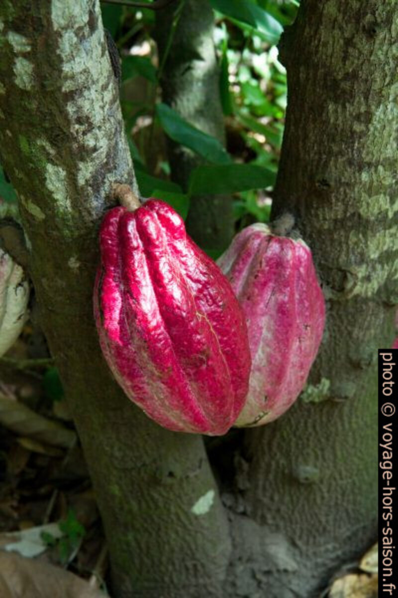 Deux cabosses rougeâtres sur un cacaoyer. Photo © Alex Medwedeff