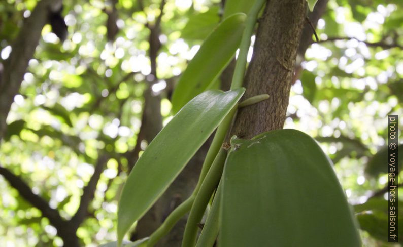 Feuilles de vanille qui grimpe sur une tige. Photo © André M. Winter