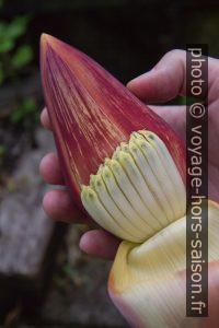 Inflorescence du bananier avec fleurs sous la spathe repliée. Photo © Alex Medwedeff