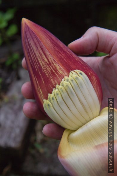 Inflorescence du bananier avec fleurs sous la spathe repliée. Photo © Alex Medwedeff