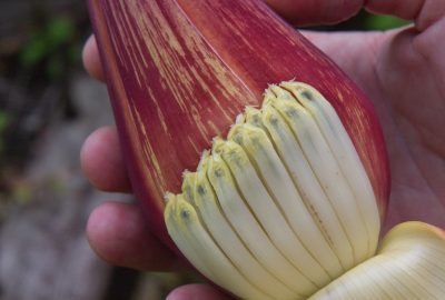 Inflorescence du bananier avec fleurs sous la spathe repliée. Photo © Alex Medwedeff