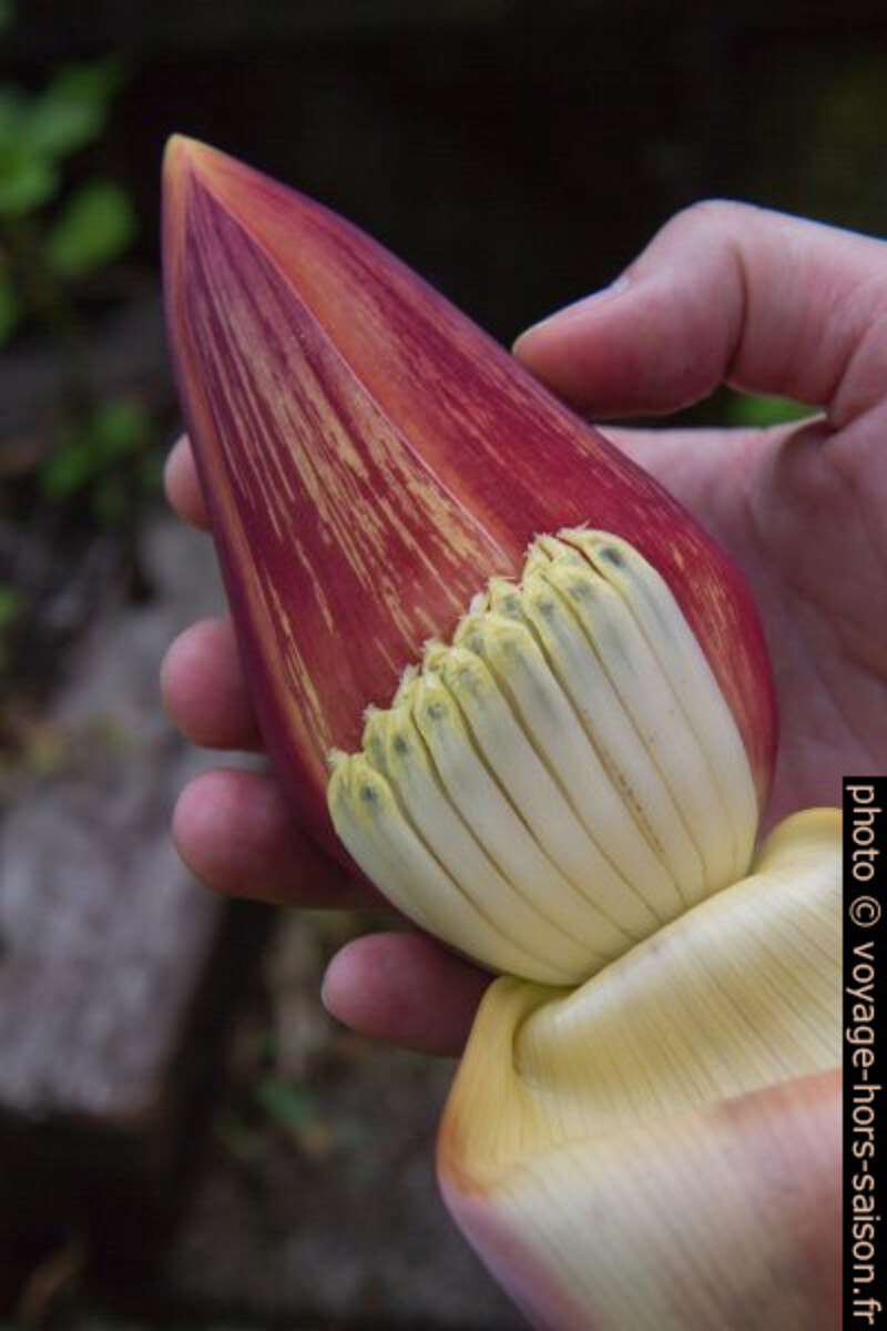 Inflorescence du bananier avec fleurs sous la spathe repliée. Photo © Alex Medwedeff