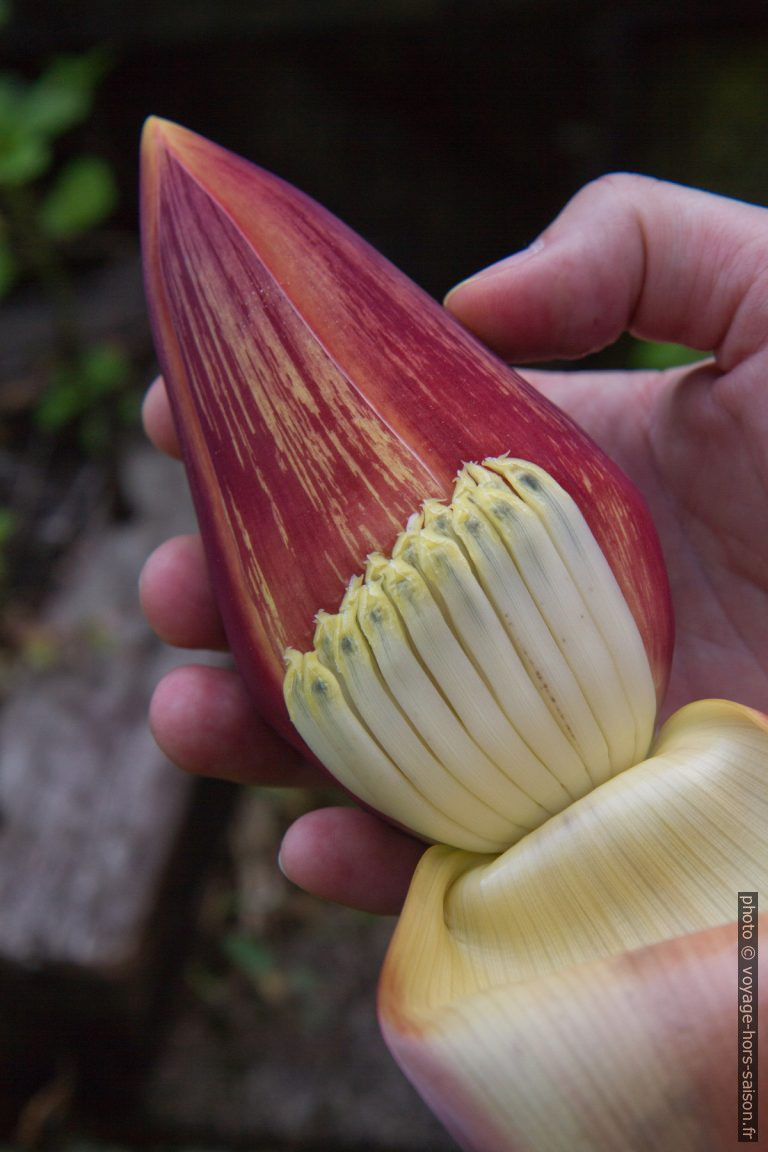 Inflorescence du bananier avec fleurs sous la spathe repliée. Photo © Alex Medwedeff