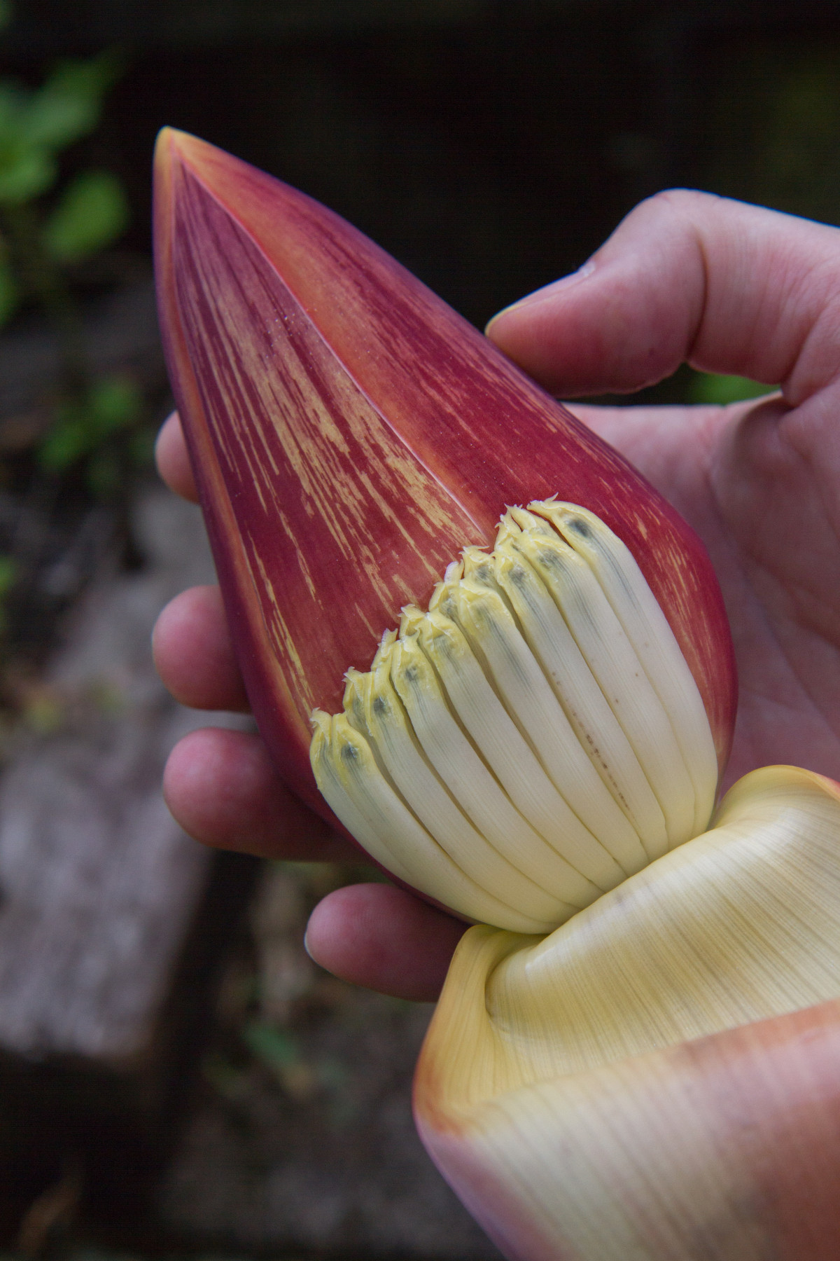 Inflorescence du bananier avec fleurs sous la spathe repliée. Photo © Alex Medwedeff