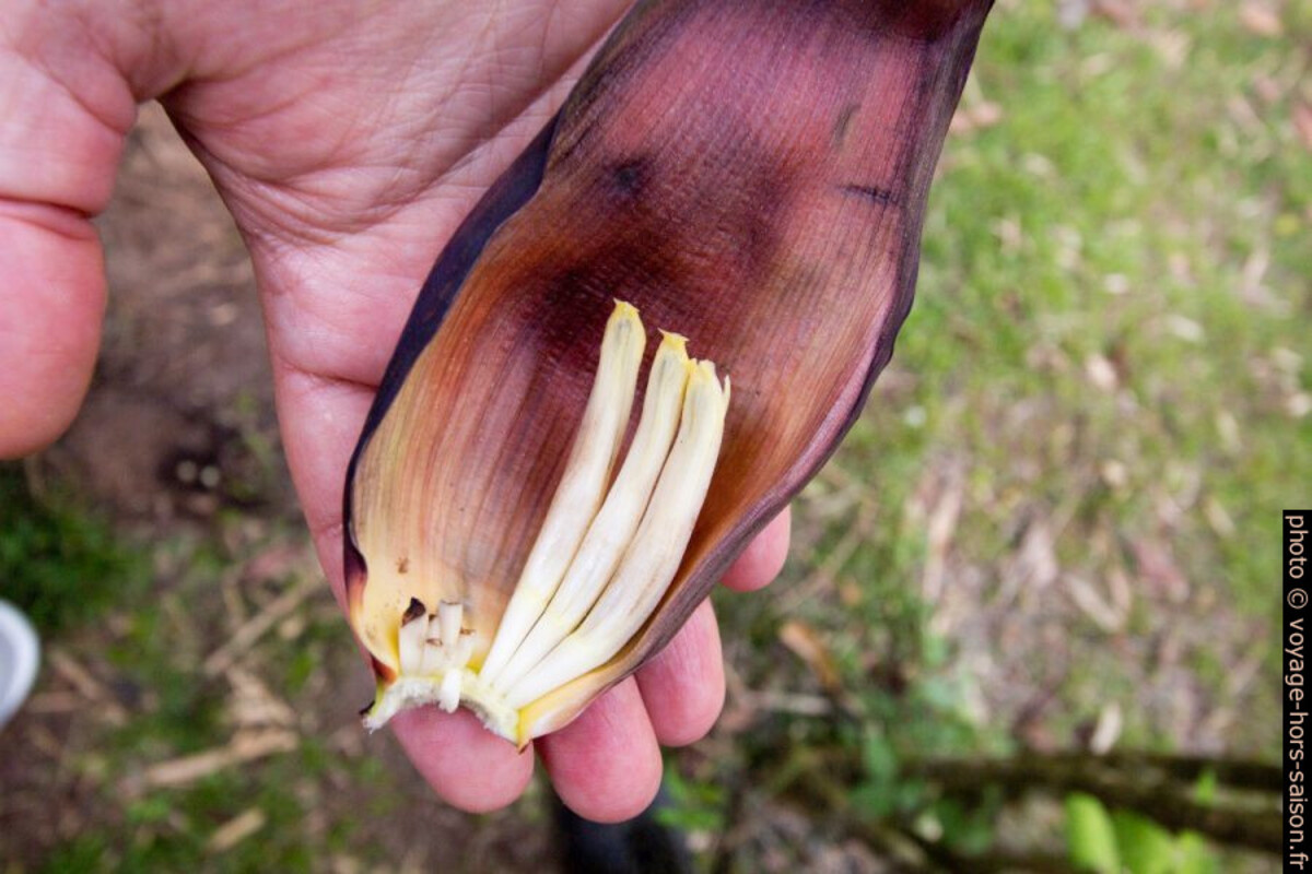 Spathe de l'inflorescence du bananier détachée et avec fleurs. Photo © André M. Winter