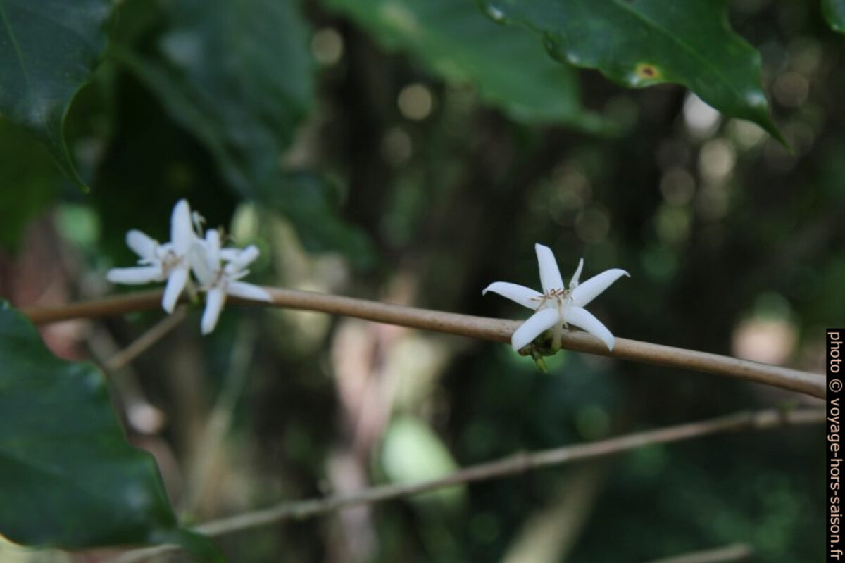 Fleurs de caféier. Photo © Alex Medwedeff