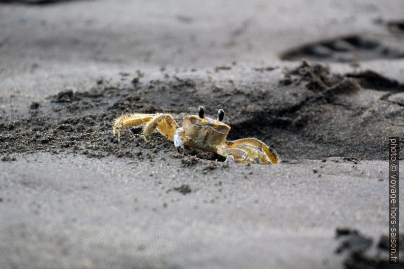 Crabe fantôme sur la plage de la Grande Anse. Photo © André M. Winter