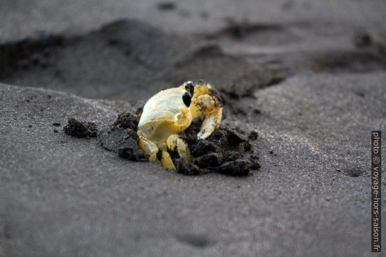 Crabe-fantôme creusant dans le sable. Photo © André M. Winter