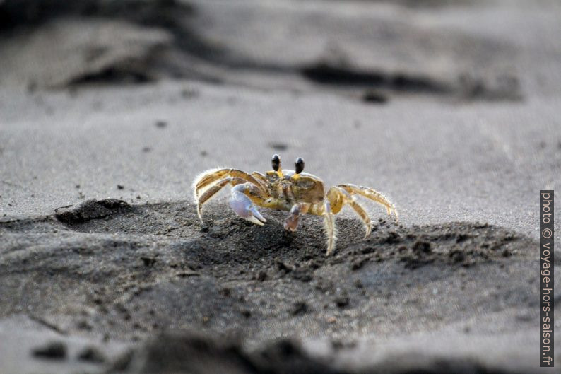 Crabe-fantôme a la Grande Anse de Capesterre. Photo © André M. Winter