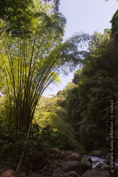Bambou géant. Photo © Alex Medwedeff