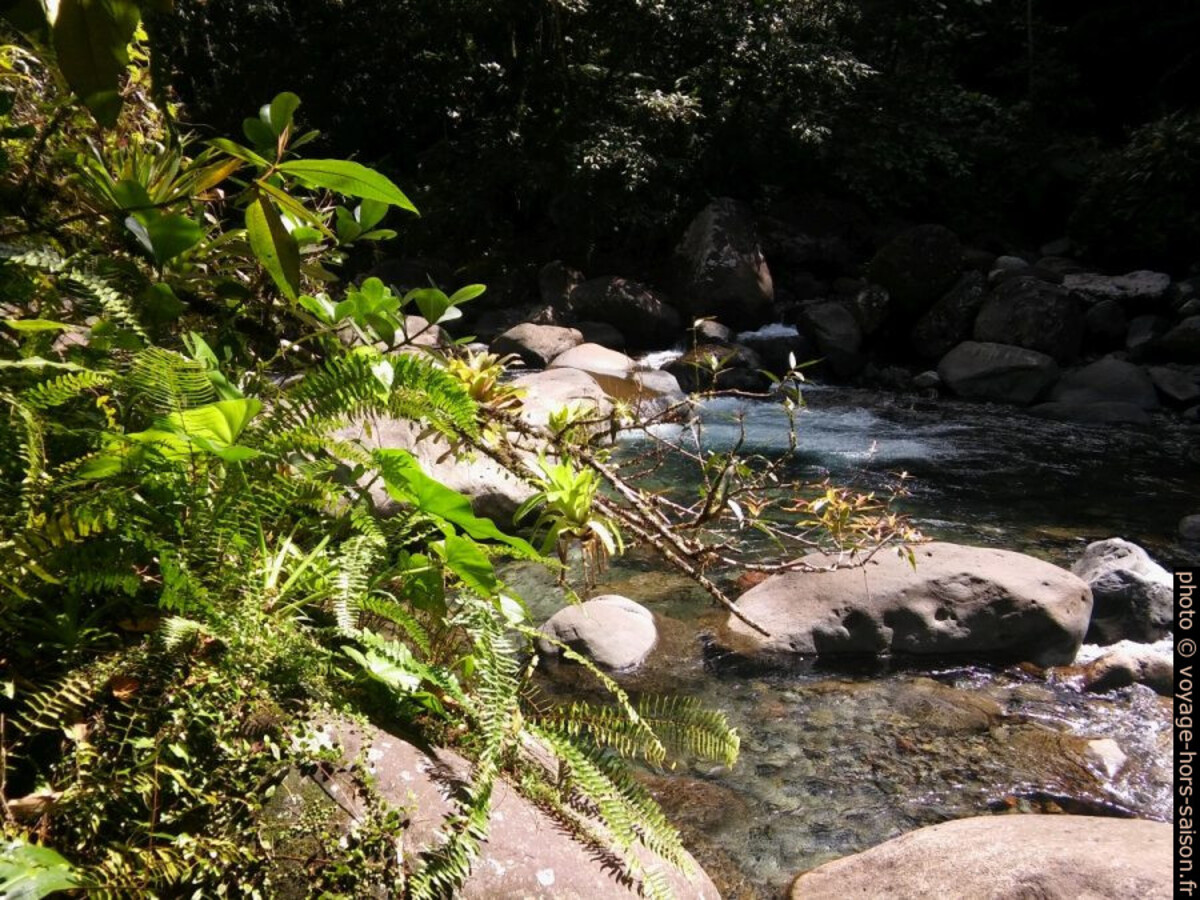 Fougères et plantes épiphytes. Photo © André M. Winter