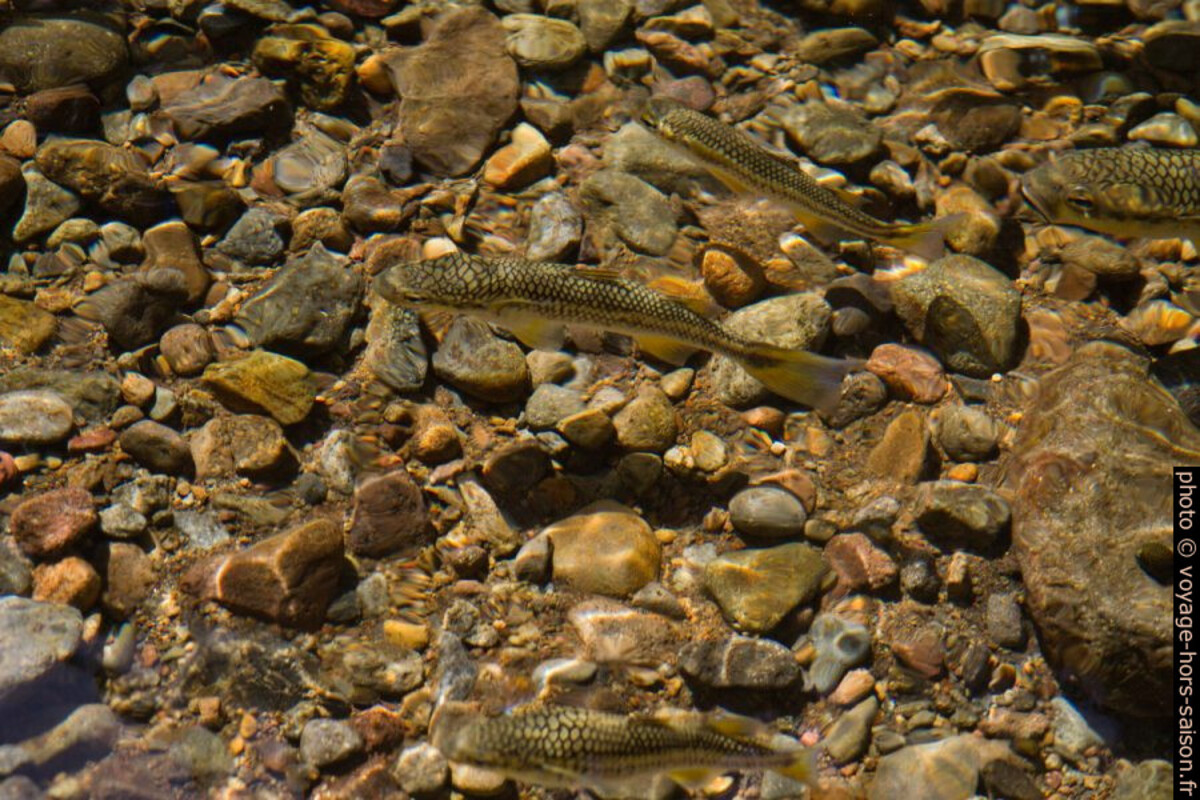 Mulets de montagne dans la Grande Rivière des Vieux Habitants. Photo © André M. Winter