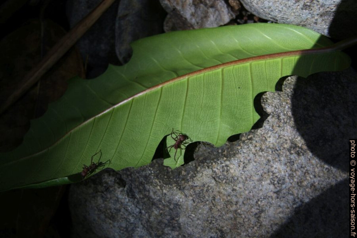 Une fourmi coupe-feuille taille un arc dans une feuille. Photo © André M. Winter
