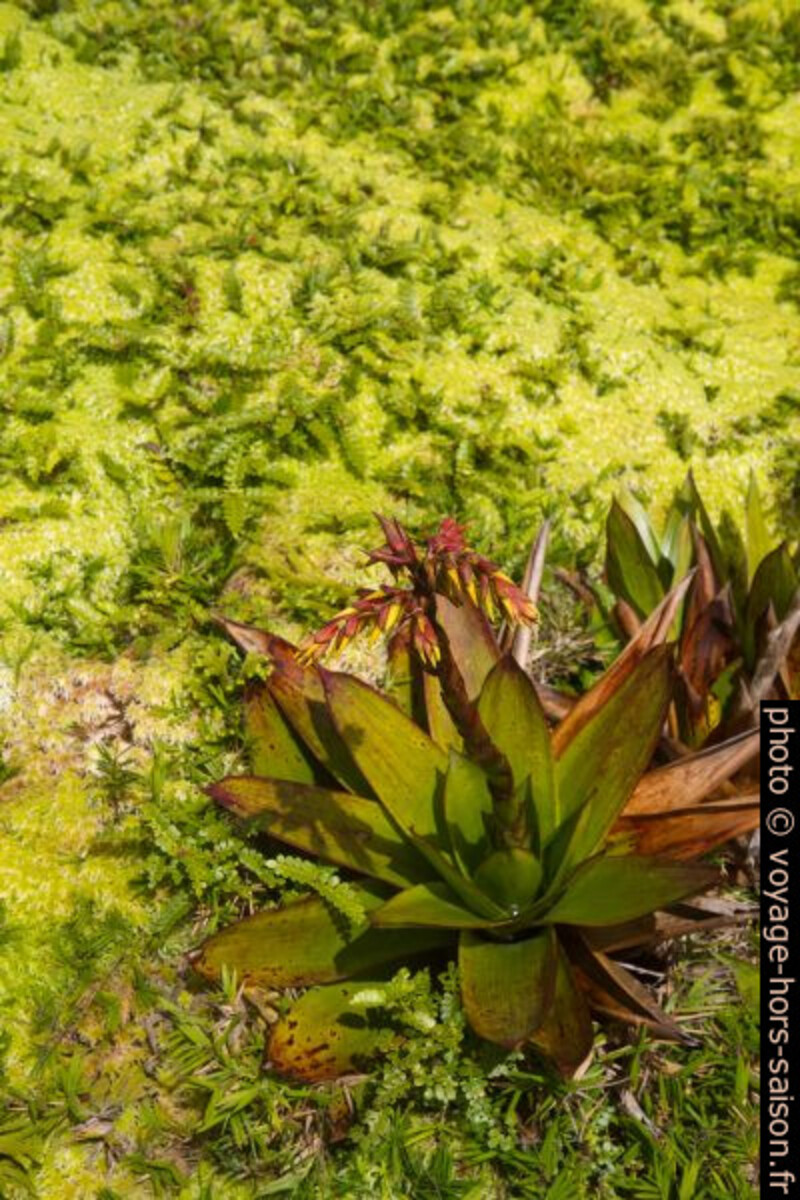 Mousses et ananas sauvage de montagne en fleurs. Photo © Alex Medwedeff