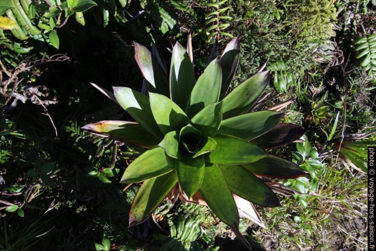 Ananas sauvage de montagne. Photo © André M. Winter