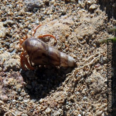 Un bernard l'hermite dans une coquille longue. Photo © Alex Medwedeff