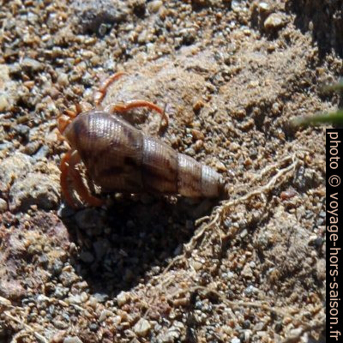 Un bernard l'hermite dans une coquille longue. Photo © Alex Medwedeff