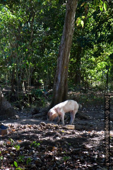 Un cochon attaché dans la forêt. Photo © Alex Medwedeff