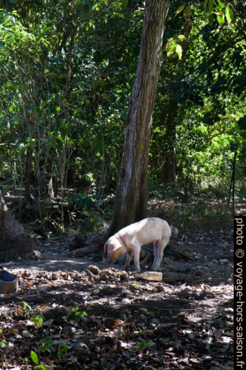 Un cochon attaché dans la forêt. Photo © Alex Medwedeff